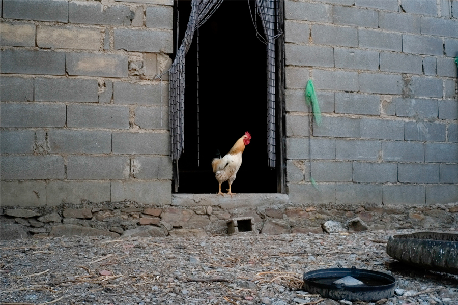 Un coq sur le palier d'une porte