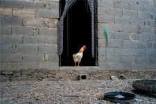 Un coq sur le palier d'une porte