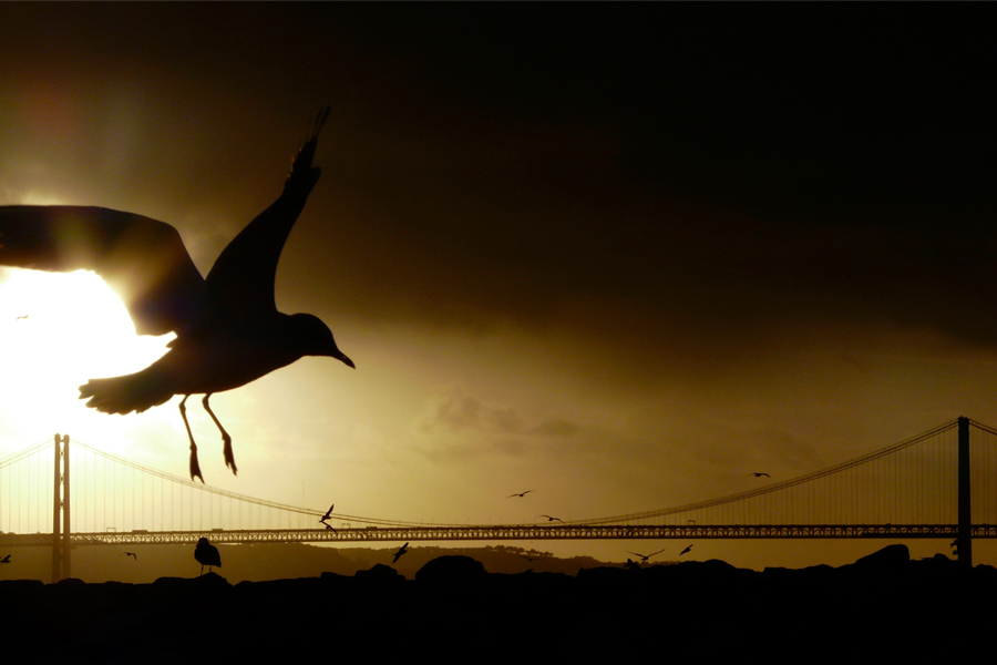 Mouette en gros plan et plein vol à Lisbonne