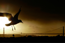 Mouette en gros plan et plein vol à Lisbonne